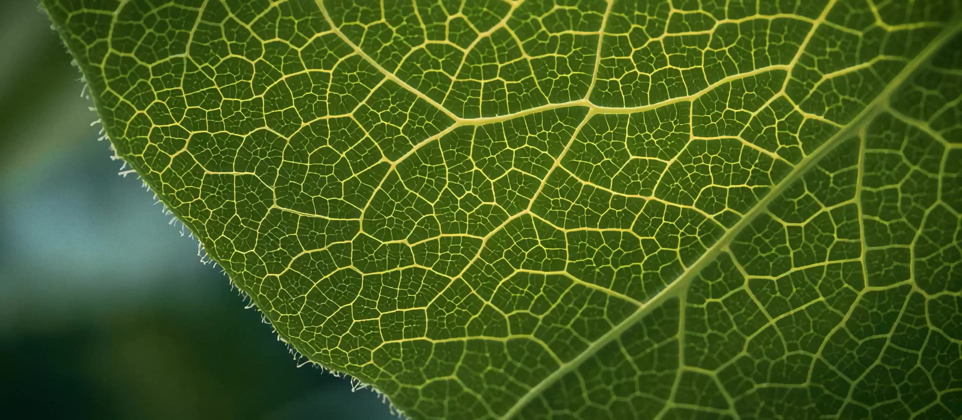 Pharmalys — Nature Nurtures Life — still 6